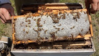 Honey Harvest 2019 188 Pounds [upl. by Ilah]