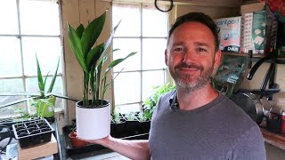 Best Houseplant For Beginners  Aspidistra  Cast Iron Plant [upl. by Baugh]