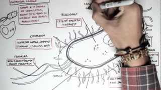 Microbiology  Bacteria Structure [upl. by Debarath]