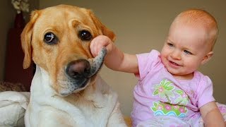 Labrador Dog and Baby Compilation [upl. by Anelaf981]