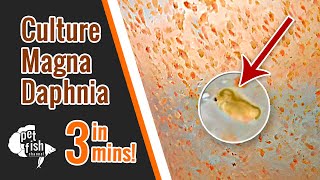 How to culture DAPHNIA MAGNA  The easy way [upl. by Dixie]