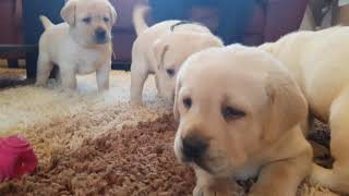 one month old labrador puppies [upl. by Halonna]