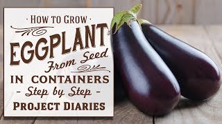 ★ How to Grow Eggplant aka Aubergine from Seed in Containers A Complete Step by Step Guide [upl. by Odravde]