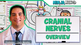 Neurology  Cranial Nerves Overview [upl. by Ludlow]