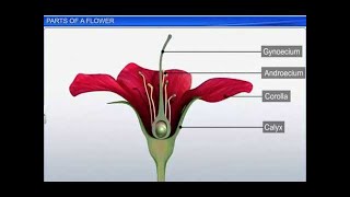 CBSE Class 11 Biology  Parts of a Flower  By Shiksha House [upl. by Arlana]