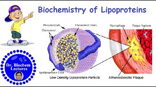 Lipoproteins Introduction Structure Classification and Functions [upl. by Dej648]