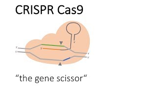 CRISPR Cas9  A Brief Introduction [upl. by Nigam]