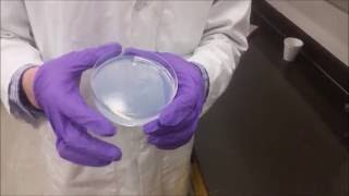 Preparation of a Sol Gel [upl. by Dusa]