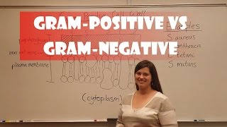 Gram Positive and Gram Negative Bacteria [upl. by Akilegna476]