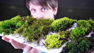 Collecting amp Identifying Moss [upl. by Giah]