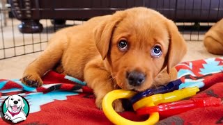 THE CUTEST LABRADOR VIDEOS OF 2020 [upl. by Elleved]