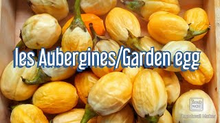 🇫🇷Comment conserver ces aubergines 🇬🇧how to conserve your garden egg longer [upl. by Clausen930]