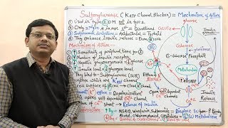 Diabetes Mellitus Part10 Mechanism of Action of Sulfonylurease  Antidiabetic Drugs  Diabetes [upl. by Aihsakal]