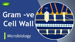 GramNegative Cell Envelop Explained  Bacterial Cell Walls  Basic Science Series [upl. by Alliuqa]