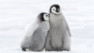 Emperor Penguins have a fascinating nesting cycle [upl. by Dnomad]