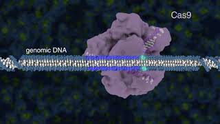 CRISPR Immunity Explained How Cas9 Protects Bacteria from Viruses [upl. by Knudson518]