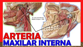 🥇 ARTERIA POPLÍTEA Anatomía ¡Explicación Fácil y Sencilla [upl. by Buck]