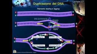 Citologia  Lezione 17 Duplicazione del DNA [upl. by Enineg736]