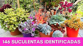 146 SUCULENTAS IDENTIFICADAS  Nombres Cientificos [upl. by Eldreda]