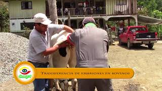 Transferencia de Embriones en Bovinos [upl. by Draner]