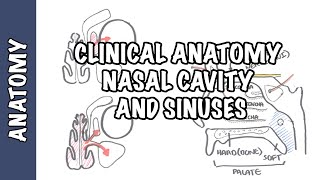 Clinical Anatomy  Nasal Cavity and Sinuses [upl. by Bevash]