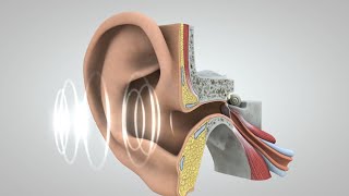 El viaje del sonido al cerebro [upl. by Nelyahs]