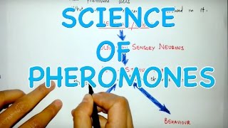 Action Mechanism of Pheromones [upl. by Amatruda]