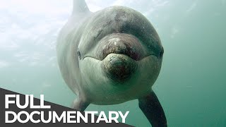 Ocean Stories 3  Dolphins and Whales  Free Documentary [upl. by Vernita]