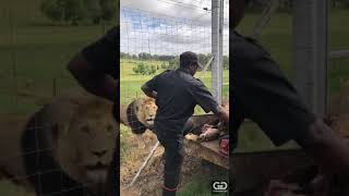 Feeding day at the GG Lion Sanctuary [upl. by Shannen865]