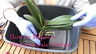 Repotting a Phalaenopsis Orchid  Beginner Care Tips [upl. by Wack]