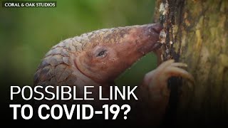 Endangered ‘Pangolin’ a Possible Link in Spread of COVID19 [upl. by Ahsinam]