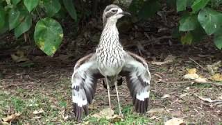 The threat display of the Bush stonecurlew [upl. by Yeblehs]