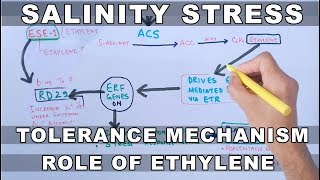 Salinity Stress  Tolerance Mechanism by Ethylene [upl. by Eigger]