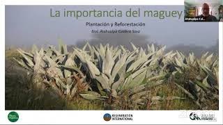 La Importancia del Maguey [upl. by Ulphia]