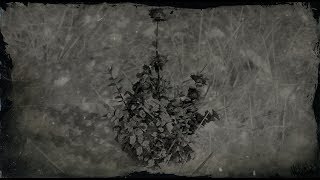 Desert Sage Plant Location  Red Dead Redemption 2 RDR2 Herbs [upl. by Nobile]