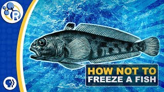 Why Don’t Antarctic Fish Freeze to Death [upl. by Mccall]