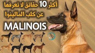 أكثر 10 حقائق لا تعرفها عن كلب المالينوا  Malinois dog [upl. by Nesmat]