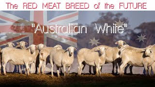 Australian White Meat Sheep  Breed of the FUTURE [upl. by Aylat209]