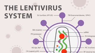 The Basics of the Recombinant Lentivirus System [upl. by Dnalel]