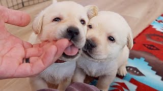 Month Old Little Labrador Rascals [upl. by Nerac107]