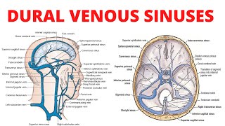 Dural Venous Sinuses [upl. by Nibor]