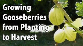 Growing Gooseberries from Planting to Harvest [upl. by Norak]