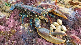 Coastal Foraging and Rock pooling  Lobsters Crabs and clam forage with cook up  The Fish Locker [upl. by Halyak554]