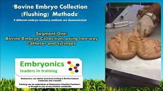 Bovine Embryo Collection Methods  An Embryonics Presentation [upl. by Eleumas900]