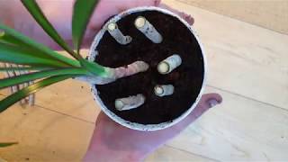 Growing Dracaena Cuttings [upl. by Petrine]