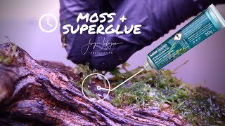 How to attach MOSS with SUPERGLUE  rare Takashi Amano moss trick [upl. by Moht45]