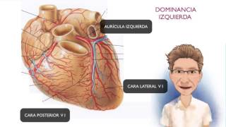 CIRCULACIÓN CORONARIA [upl. by Eerahc]