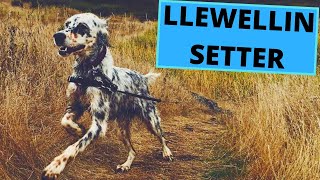 Llewellin Setter  TOP 10 Interesting Facts [upl. by Snej]