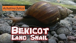 Bekicot Achatina fulica si Keong Racun [upl. by Alolomo]