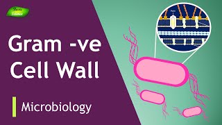 Gramnegative bacterial cell wall  Plasma membrane  LPS  Peptidoglycan  Basic Science Series [upl. by Elleirb]